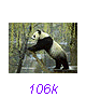 Panda04