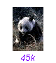Panda05