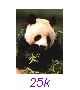 Panda06