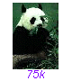 Panda07