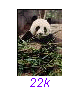 Panda09