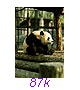 Panda17