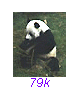 Panda23