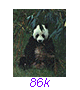 Panda24