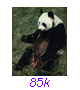 Panda25
