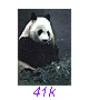 Panda26