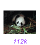 Panda31