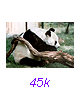 Panda33