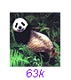 Panda34